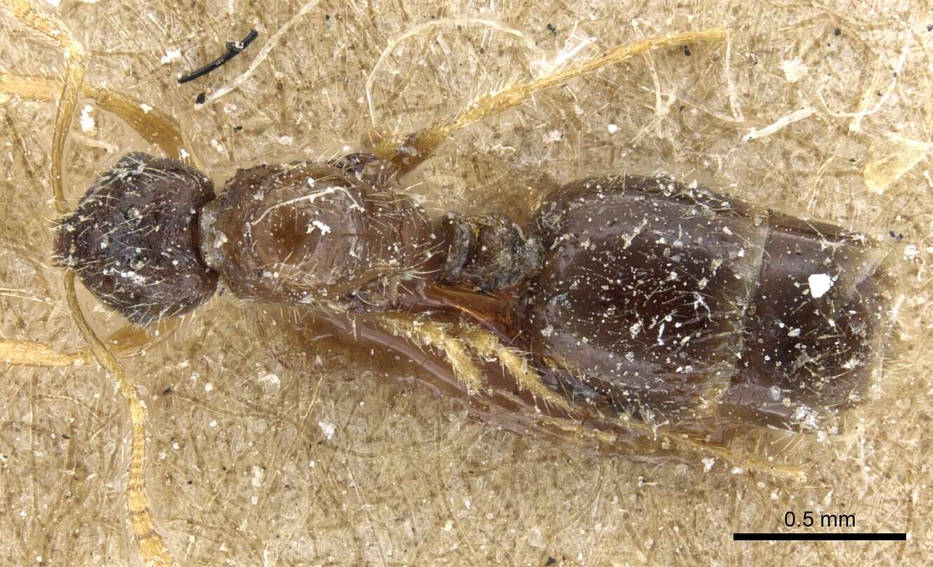 Syllophopsis sechellensis resmi