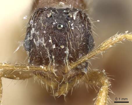 Syllophopsis sechellensis resmi