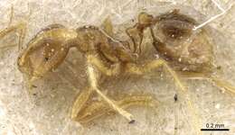 Syllophopsis sechellensis resmi