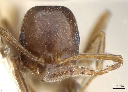 Image of Monomorium australe Emery 1886