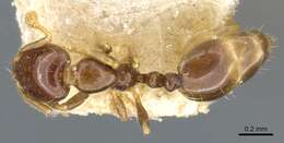 Image of Monomorium fieldi Forel 1910