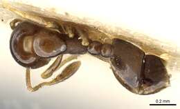 Image of Monomorium sydneyense Forel 1902