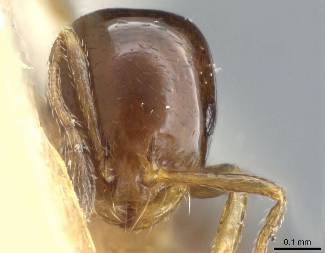 Image of Monomorium sydneyense Forel 1902