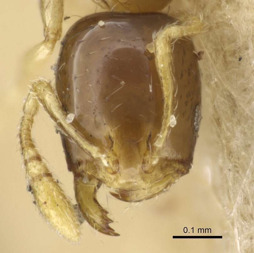 Image of Monomorium exiguum Forel 1894