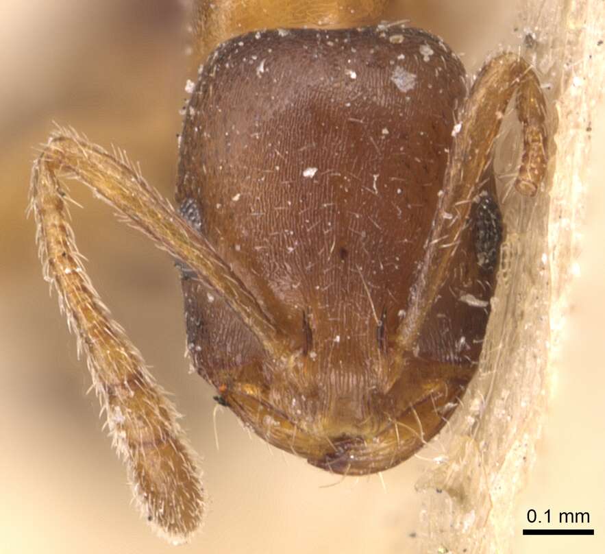 Monomorium anceps Emery 1895的圖片