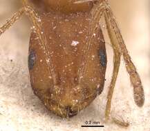 Image of Monomorium bicolor Emery 1877