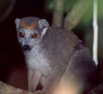 Image of Crowned Lemur