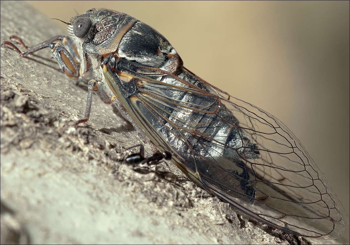 Image of Tibicen plebejus (Scopoli 1763)