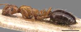 Image of Monomorium advena Brown & Wilson 1957