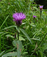 Centaurea nigra L. resmi