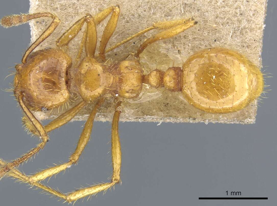 Image of Tranopelta subterranea (Mann 1916)