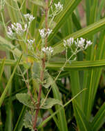 Image of roundleaf thoroughwort