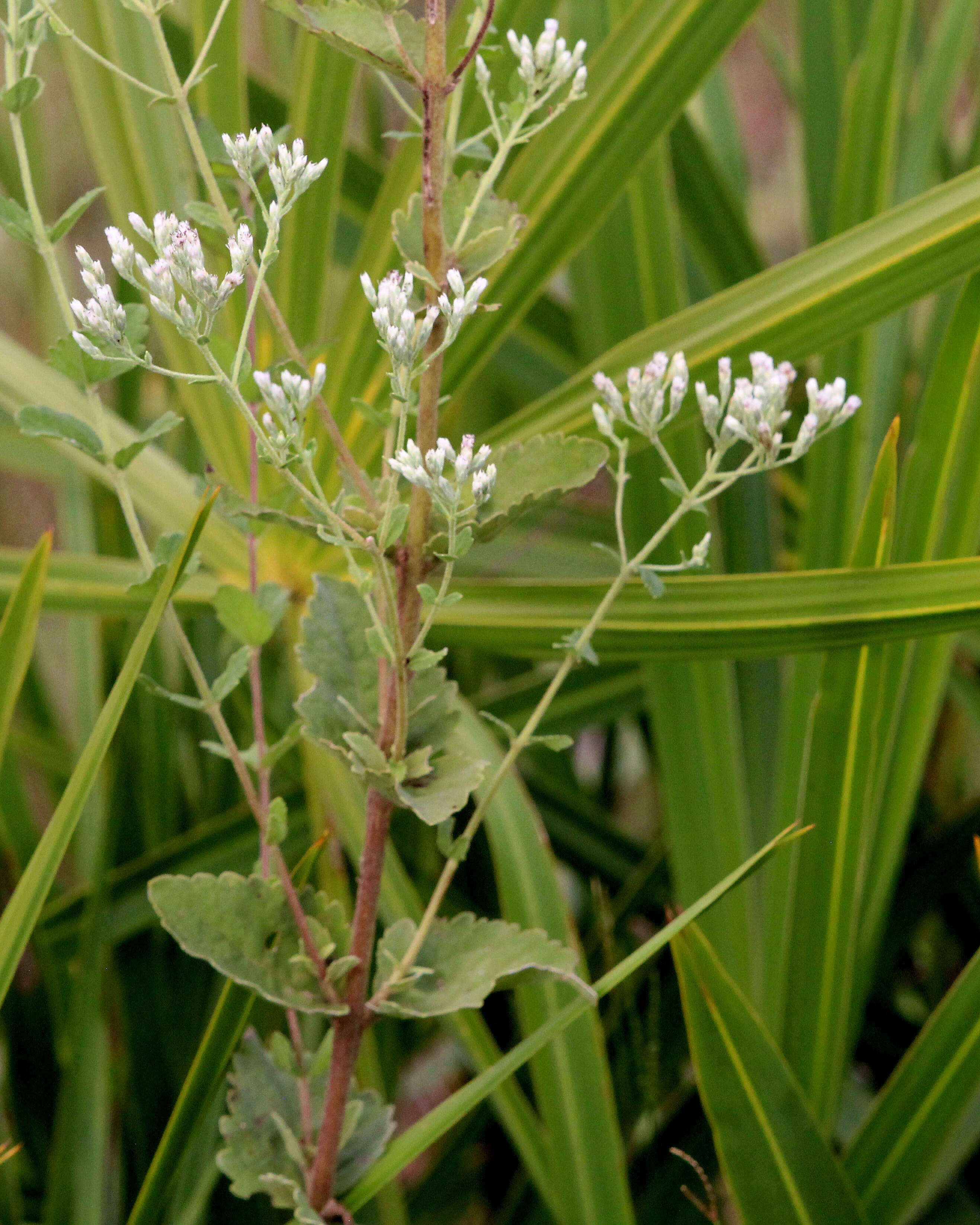 Eupatorium rotundifolium L. resmi