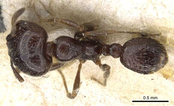 Image of Solenopsis nigella Emery 1888