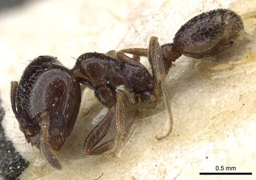 Image of Solenopsis nigella Emery 1888