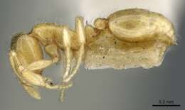 Image of Thief ant