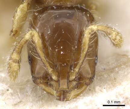 Image of Solenopsis brevicornis Emery 1888