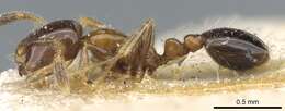 Image of Solenopsis stricta Emery 1896