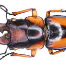 <i>Prosopocoilus savagei</i>的圖片