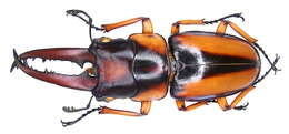 Imagem de <i>Prosopocoilus savagei</i>