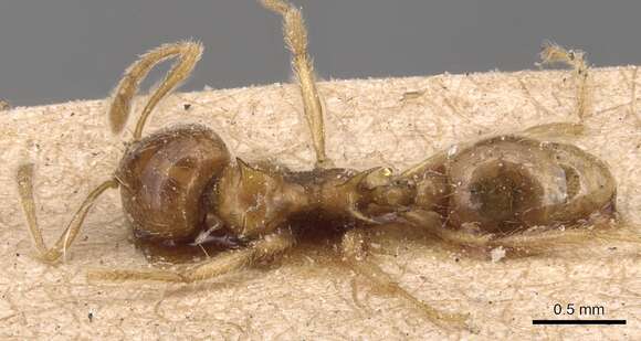 Image of Lophomyrmex birmanus Emery 1893