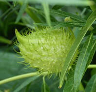 Image of Shrubby milkweed