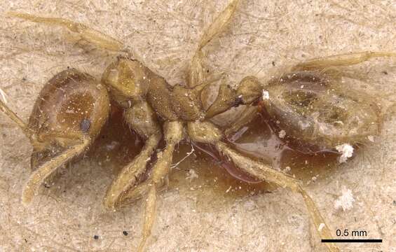 Image of Lophomyrmex birmanus Emery 1893