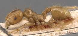 Image of Lophomyrmex bedoti Emery 1893