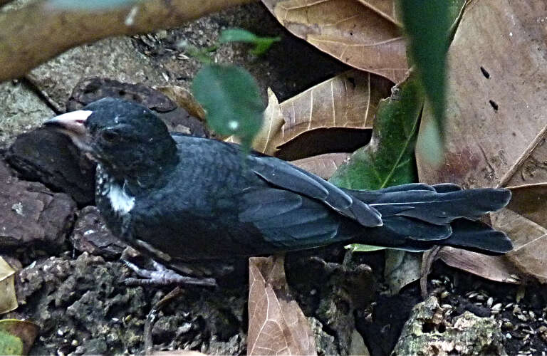 Слика од Bubalornis niger Smith & A 1836