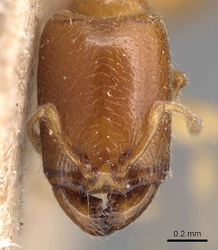 Image of <i>Carebara perpusilla</i>