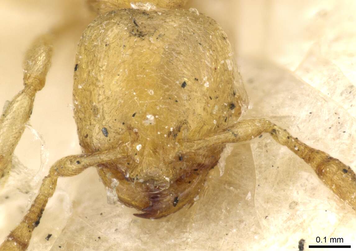 Image of Carebara anophthalma (Emery 1906)