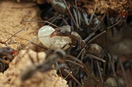 صورة Iridomyrmex splendens Forel