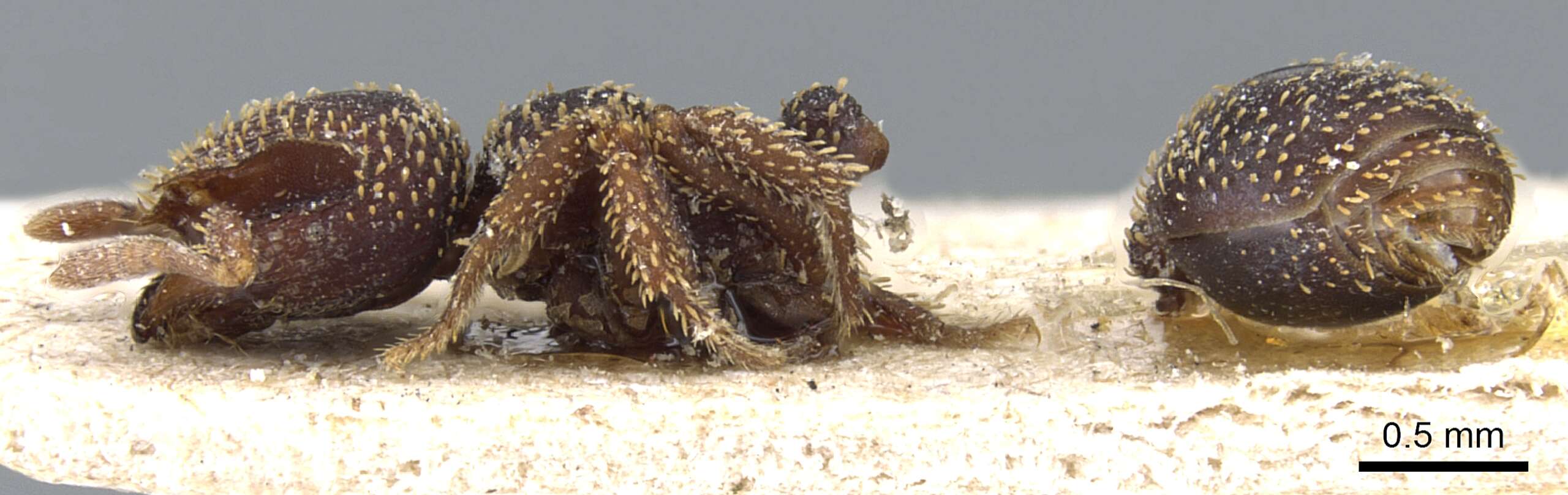 Image of Calyptomyrmex beccarii Emery 1887