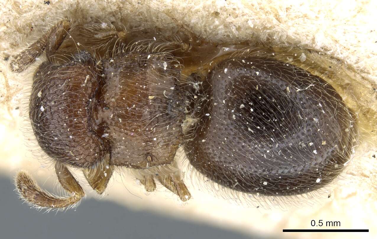 Image of Meranoplus inermis Emery 1895