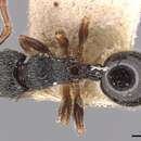 Image of Myrmecina modesta Mann 1919