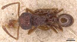 صورة Pristomyrmex brevispinosus Emery 1887