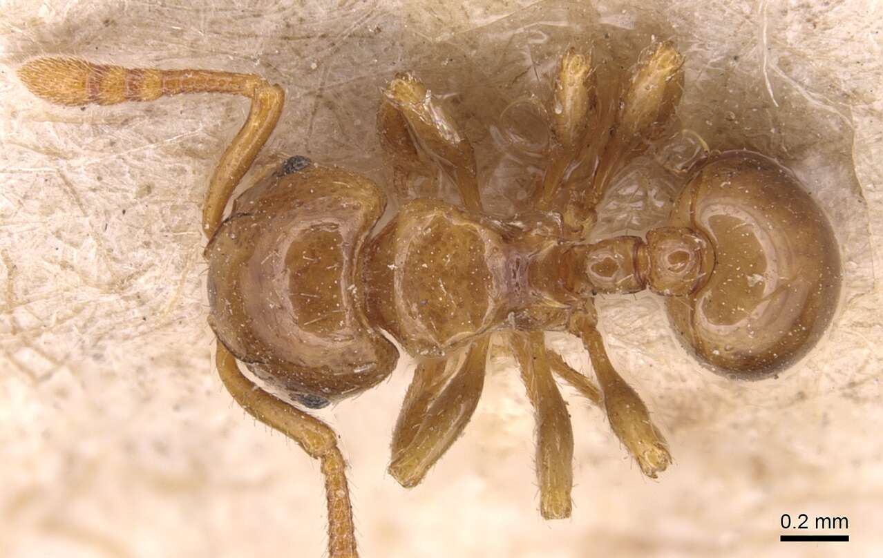 Image of Pristomyrmex levigatus Emery 1897