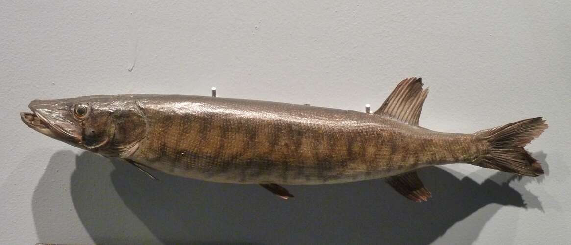 Plancia ëd Esox americanus Gmelin 1789