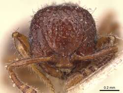 Image of Pristomyrmex coggii Emery 1897