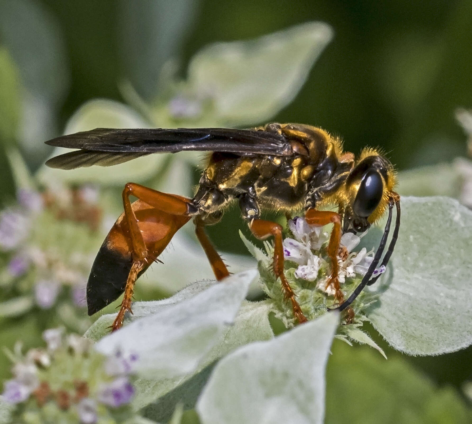 Image of Great Golden Digger Wasp