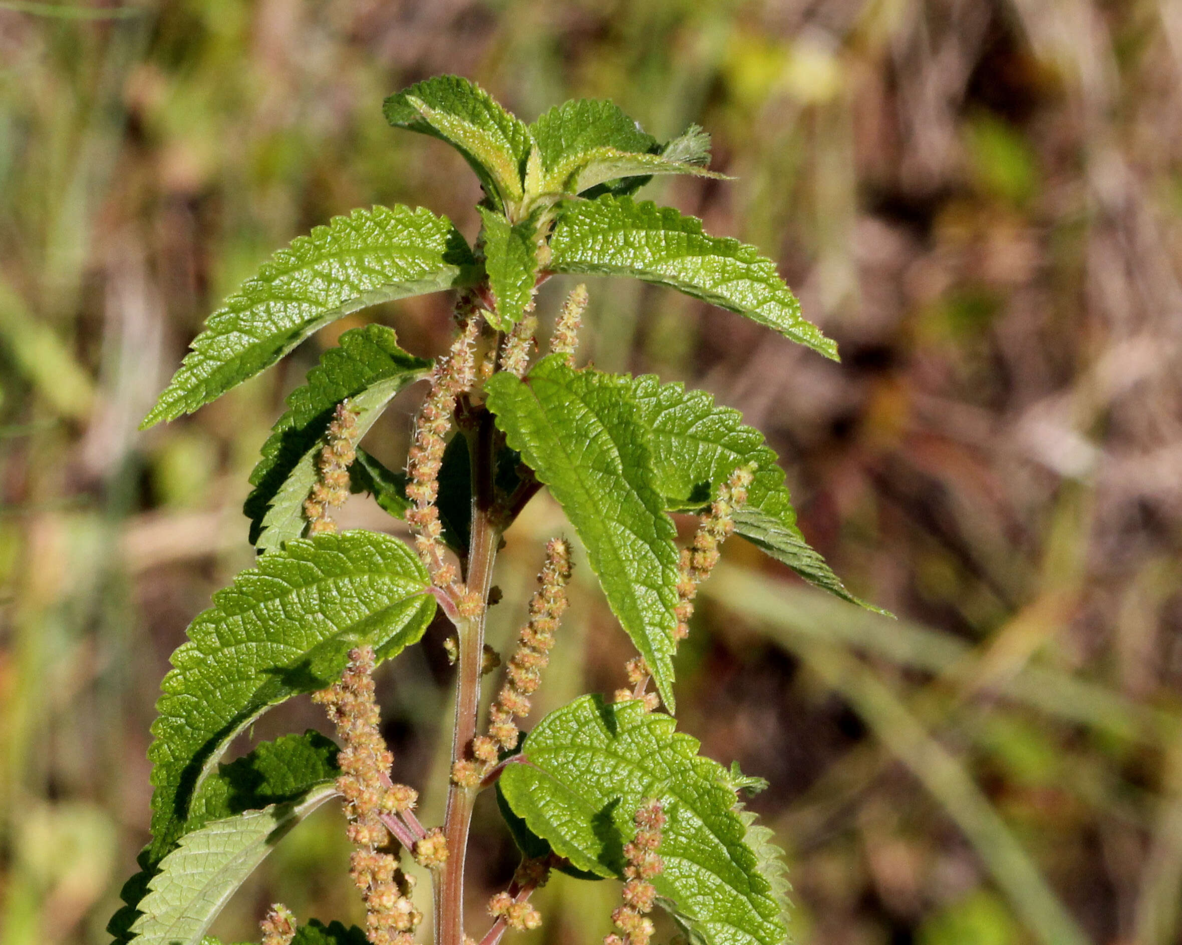 Imagem de Boehmeria cylindrica (L.) Sw.