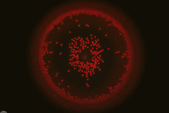 Image of Coscinodiscus centralis