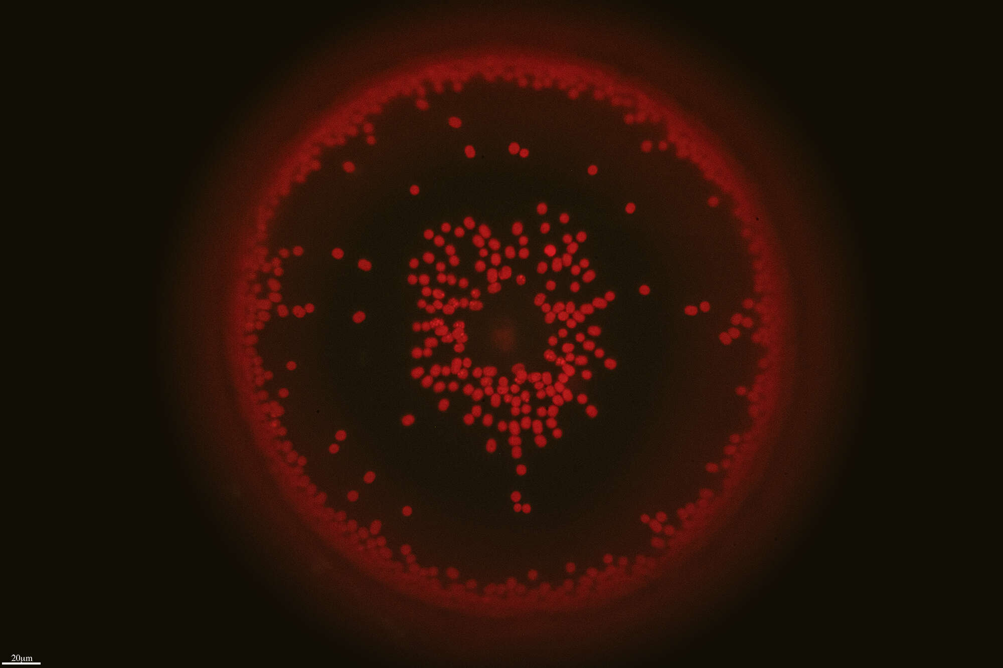 Image of Coscinodiscus centralis