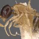 Image of Temnothorax pulchellus