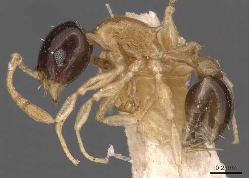 Image of Temnothorax pulchellus