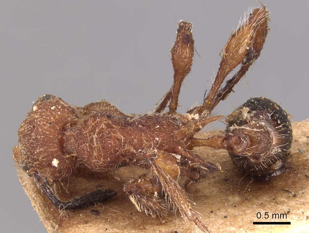 Image of <i>Temnothorax sallei</i>