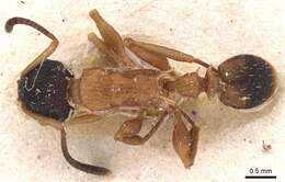 Image of Nesomyrmex pulcher