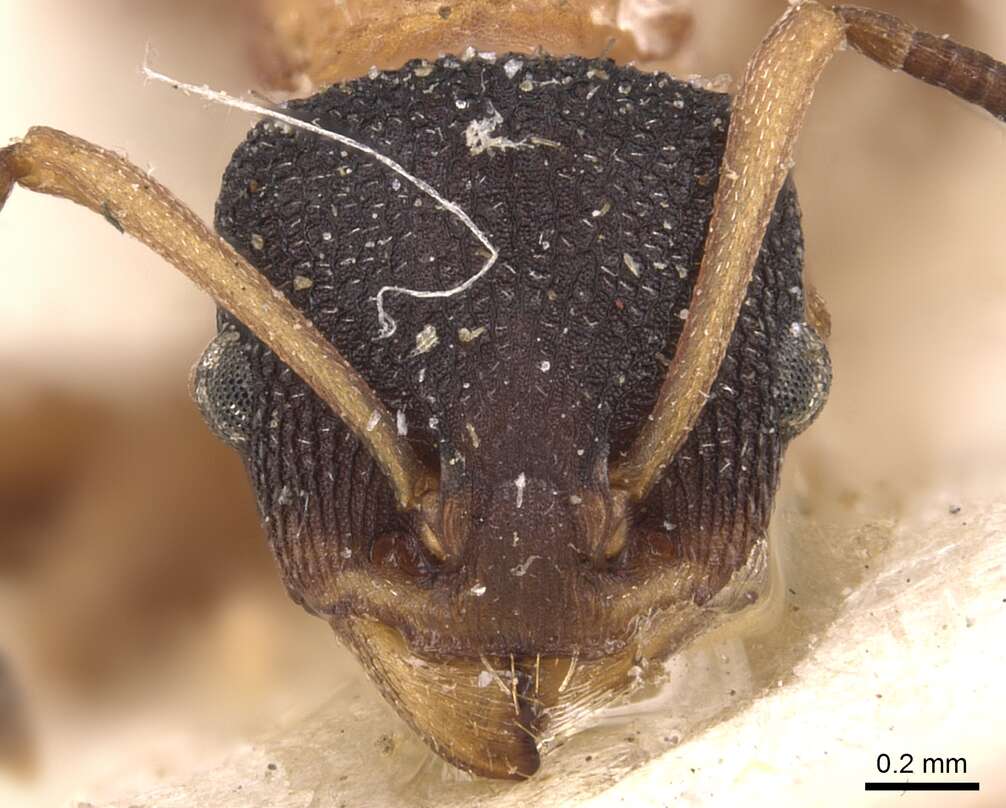 Image of Nesomyrmex pulcher