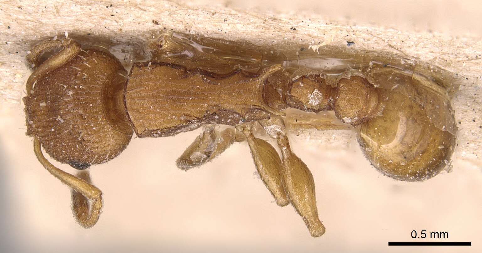 Image of <i>Nesomyrmex vicinus</i> (Mayr)