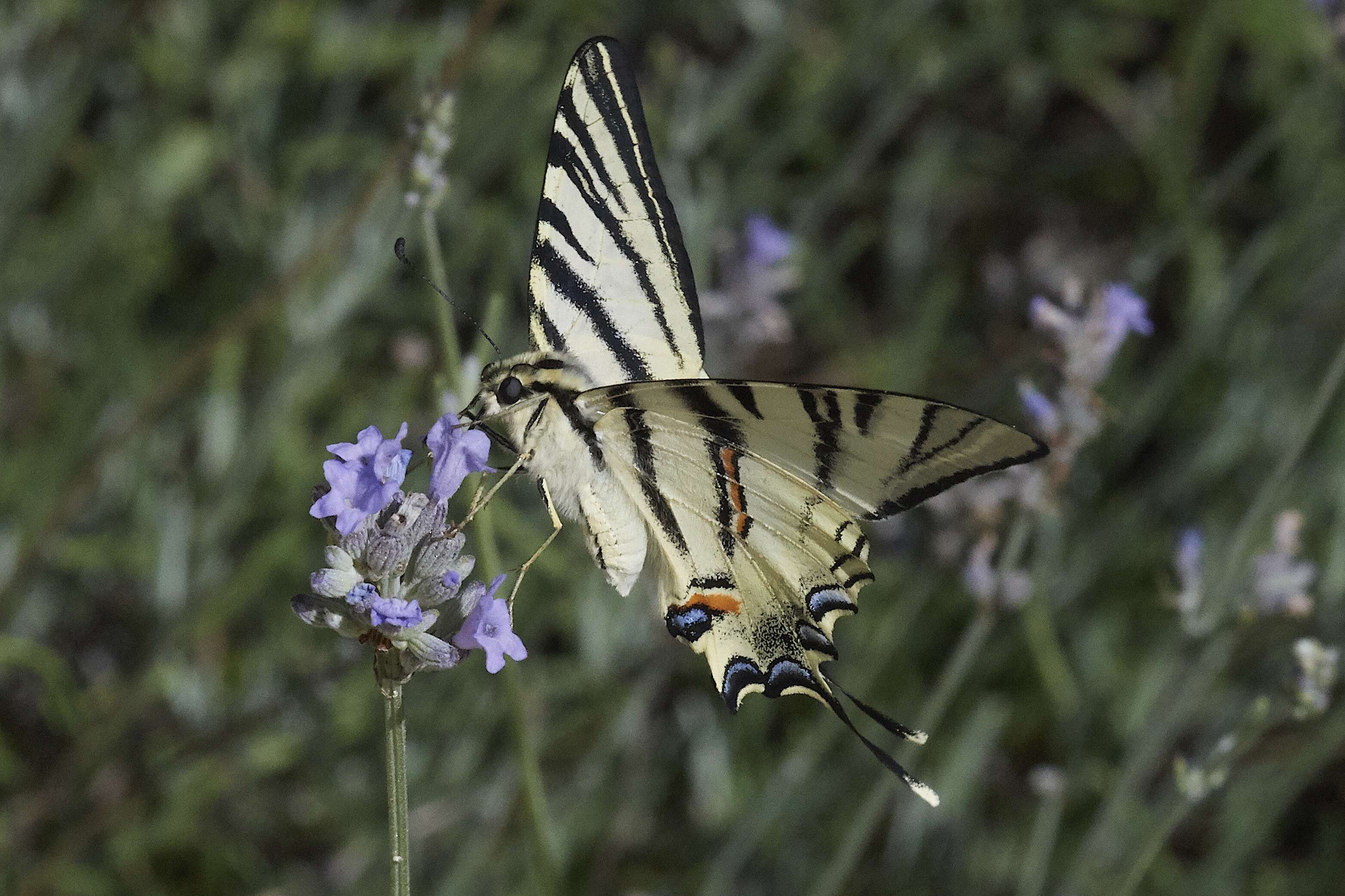 Imagem de Iphiclides